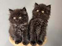British longhair yavrularımız