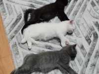 Minik Kedilere Yuva Aranıyor