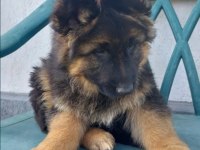 Saf kan alman çoban köpeği yavruları
