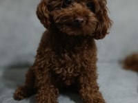 Kore poodle damızlık eşleme ilanı