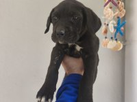 Cane corso yavruları
