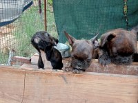 Full aşılı sağlık garantili french bulldog yavrular