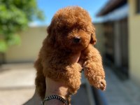 Koyu Renk Toy Kore Poodle Yavrular