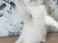 Gerçek bir dost kediyse istediğiniz tamda doğru yerdesiniz