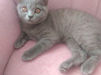 5 Aylık British Longhair Yavru Kedimiz Sahiplendirme