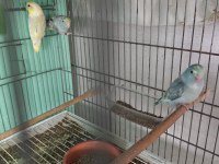 Forpus takım papağanımız
