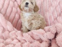 Kg garantili Maltipoo