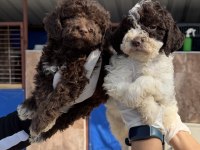 Portekiz su köpeği çok şirin yavrular 
