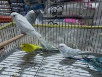 8 aylık muhabbet kuşlar