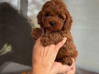 Safkan toy poodle kilo garantili yavrular