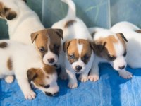 JACK RUSSEL YAVRULARI