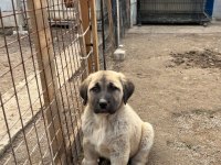Orijinal Safkan Kangal Yavrular