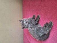 2 aylik erkek dişi british shorthair