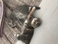 Scottish fold dişi kedi