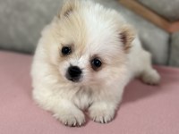 Orijinal pomeranian bebekler