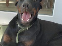 Dişi Safkan Doberman