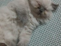 Tatlı british longhair yavruyu sahiplendiriyorum