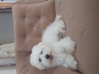 5 aylık dişi maltese terrier