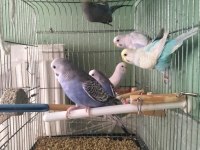 BEBEK MUHABBET KUŞU YAVRULAR