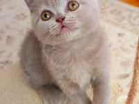 ŞEKERİLİNKOO KEDİMİZ