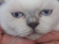 Dişi 5 aylık yavru british shorthair