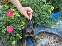 Minik doberman köpekler yeni yuvalarını arıyor