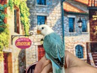 CENNET PAPAĞANI YAVRU (ÜST MUTASYON)