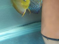 3 Adet discus ikisi çift