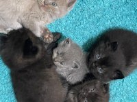British shorthair yavrularımız