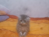 3 aylık scottish fold