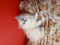Son erkek yavru british longhair