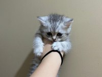 British shorthair silver tabby