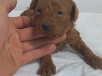 45 GUNLUK TOY POODLE YAVRULAR