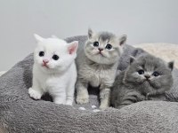 55 günlük British Longhair safkan Acil sahiplendirilecektir