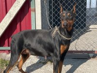 Doberman Dişi Orjinal