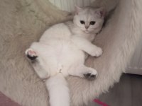 Silver Chinchilla rengi 4,5 aylık safkan yavrumuz