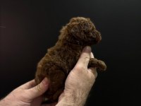 Orjinal toy poodle yavrular