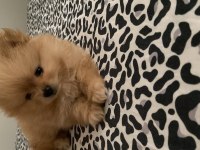 Pomeranian Boo