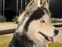 Husky Köpeğimize Acil Yuva Aranıyor