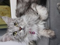 Şecereli Main Coon Çifti