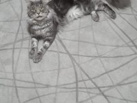 Maine coon şecereli 3 yaşında çipi vardır