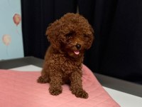 POODLE DİŞİ ERKEK YAVRU