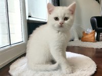 Tatlı oscar şirin mi şirin british shorthair
