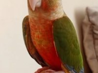 Yeni yeme düşmüş konur bebek