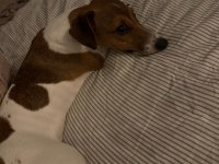 Jack russell iş dolayısıyla sahiplendirmek istiyorum