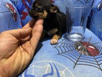Chihuahua yavruları