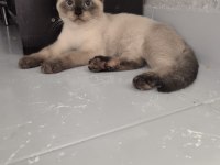 4 aylık kediler yeni yuvamızı bekliyorum