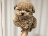 Kore Teacup Maltipoo Yavrumuz