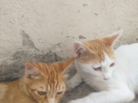 Acil yuva aranıyor tekir