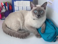 Siyam blue point oğluma eş arıyorum